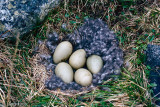Common Eider - Eidereend - Somateria mollissima