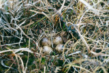 Dunlin - Bonte Strandloper - Calidris alpina