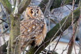 Long-eared Owl - Ransuil - Asio otus