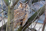 Long-eared Owl - Ransuil - Asio otus