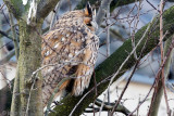 Long-eared Owl - Ransuil - Asio otus