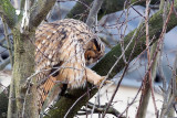 Long-eared Owl - Ransuil - Asio otus