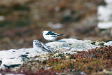 Snow Bunting - Sneeuwgors - Plectrophenax nivalis