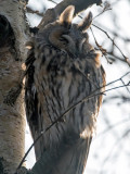 Long-eared Owl - Ransuil - Asio otus