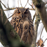 Eurasian Eagle-Owl - Oehoe - Bubo bubo