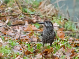Spotted Nutcracker - Notenkraker - Nucifraga caryocatactes