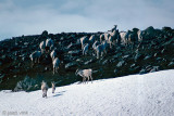 Reindeer - Rendier - Rangifer tarandus
