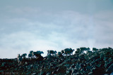 Reindeer - Rendier - Rangifer tarandus