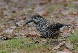 Spotted Nutcracker - Notenkraker - Nucifraga caryocatactes