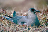 Arctic Skua - Kleine Jager - Stercorarius parasiticus