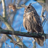 Eurasian Eagle-Owl - Oehoe - Bubo bubo
