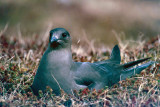 Arctic Skua - Kleine Jager - Stercorarius parasiticus