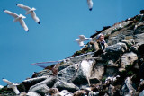Student catching Puffins for study - Student Papegaaiduikers vangend voor studie
