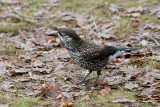 Spotted Nutcracker - Notenkraker - Nucifraga caryocatactes