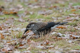 Spotted Nutcracker - Notenkraker - Nucifraga caryocatactes