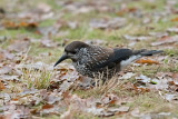 Spotted Nutcracker - Notenkraker - Nucifraga caryocatactes