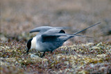 Long-tailed Skua - Kleinste Jager - Stercorarius longicaudus