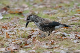 Spotted Nutcracker - Notenkraker - Nucifraga caryocatactes