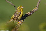 Serinus serinus (serin - verzellino)