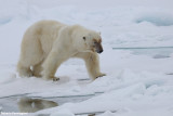 Ursus maritimus (polar bear - orso polare)