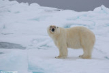 Ursus maritimus (polar bear - orso polare)