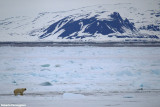 Ursus maritimus (polar bear - orso polare)