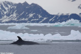 Balaenoptera acutorostrata (minke whale - balenottera minore)