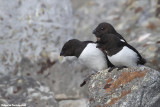 Alle alle (little auk - gazza marina minore)