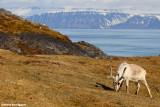 Rangifer tarandus (Svalbard rein deer - renna delle Svalbard)