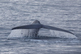 Balaenoptera musculus (blue whale - balena blu)