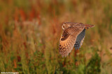 Asio otus (long eared owl-gufo comune)