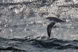 Fulmarus glacialis (fulmar - fulmaro)