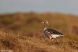 Anser anser (grey leg goose - oca selvatica)