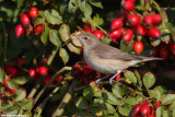 Sylvia borin (garden warbler - beccafico)