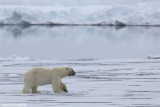 Ursus maritimus (polar bear - orso polare)