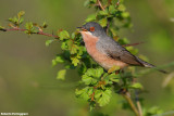 Sylvia subalpina (moltonis warbler -  sterpazzolina di Moltoni)