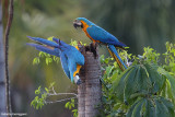 Ara ararauna (Blue-and-yellow macaw - ara giallo blu)