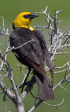 Yellow-headed Blackbird.