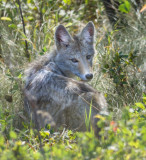 Young coyote looking back at me as he walks away.