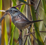 A Swamp Sparrow, perhaps on its way south for the winter.