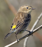 Immature Yellow-rumped Warbler.