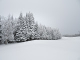 Recent snow fall in the Boreal Forest.