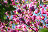 Magnolia blooms  cvetovi magnolije DSC_044503042017pb