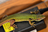 Lacerta viridis zelenec  DSC_0212x1807207Napb