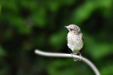 Young Muscicapa striata  sivi muhar   DSC_9281x23062017Napb