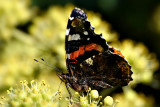 Vanessa atalanta admira DSC_199523092017pb