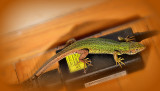 Lacerta viridis zelenec   DSC_0216x18072017pb