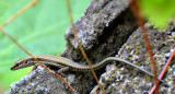 Common wall lizard Podarcis muralis pozidna kučarica  DSC_0717x10082018pb