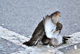 Eurasian sparrowhawk  Skobec  DSC_13022016pb