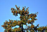 Tree with birds   DSC_0907x13102018pb